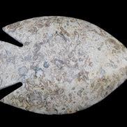 Fossil Stone hand-carved Fish platter 146*105*16mm 396g in sunlight - Rocks and Things Store