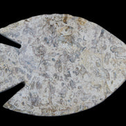 Fossil Stone hand-carved Fish platter 146*105*16mm 396g in sunlight - Rocks and Things Store