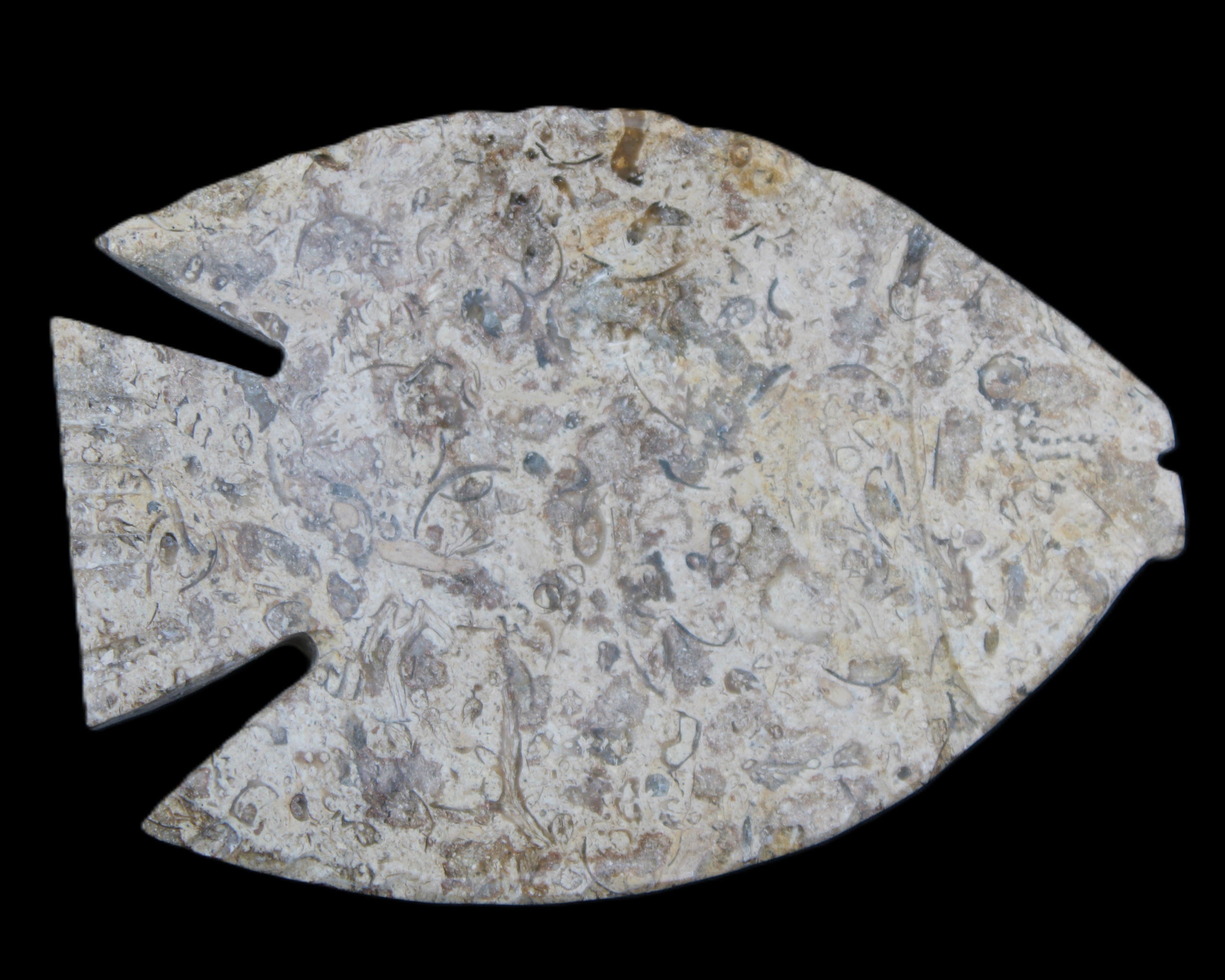 Fossil Stone hand-carved Fish platter 146*105*16mm 396g in sunlight - Rocks and Things Store