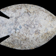 Fossil Stone hand-carved Fish platter 146*105*16mm 396g in sunlight - Rocks and Things Store