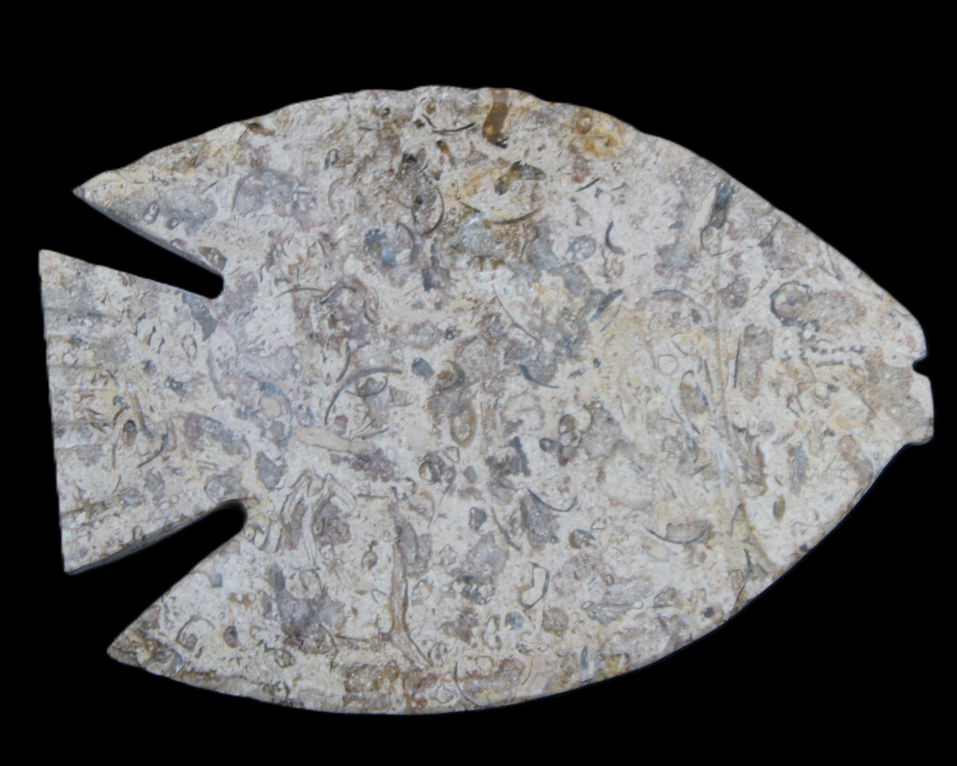 Fossil Stone hand-carved Fish platter 146*105*16mm 396g in sunlight - Rocks and Things Store