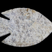 Fossil Stone hand-carved Fish platter 146*105*16mm 396g in sunlight - Rocks and Things Store