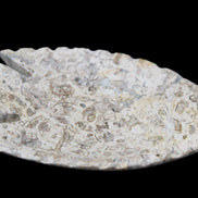 Fossil Stone hand-carved Fish platter 146*105*16mm 396g in sunlight - Rocks and Things Store