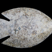 Fossil Stone hand-carved Fish platter 146*105*16mm 396g in sunlight - Rocks and Things Store