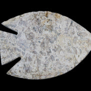 Fossil Stone hand-carved Fish platter 146*105*16mm 396g in sunlight - Rocks and Things Store