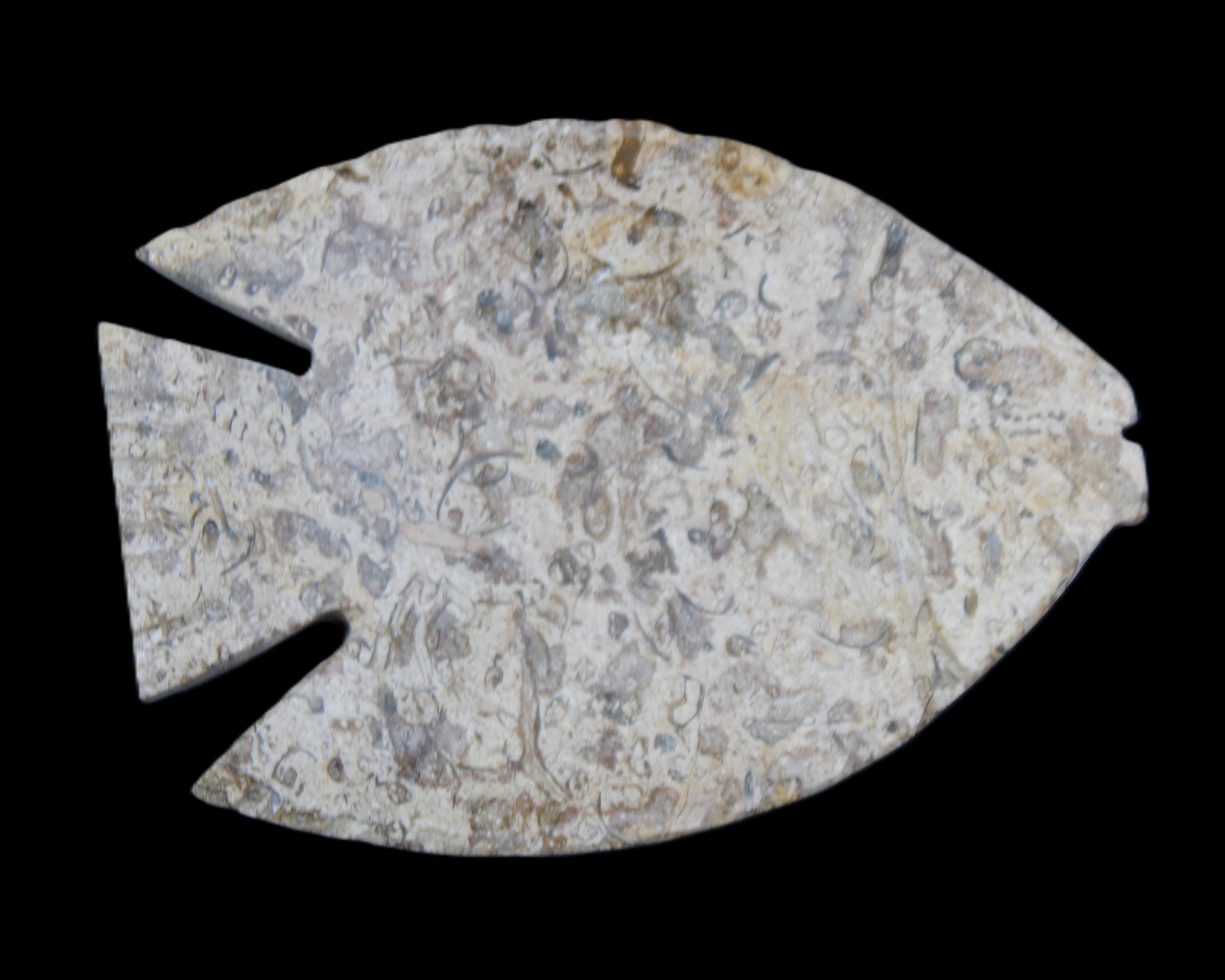 Fossil Stone hand-carved Fish platter 146*105*16mm 396g in sunlight - Rocks and Things Store