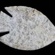 Fossil Stone hand-carved Fish platter 146*105*16mm 396g in sunlight - Rocks and Things Store