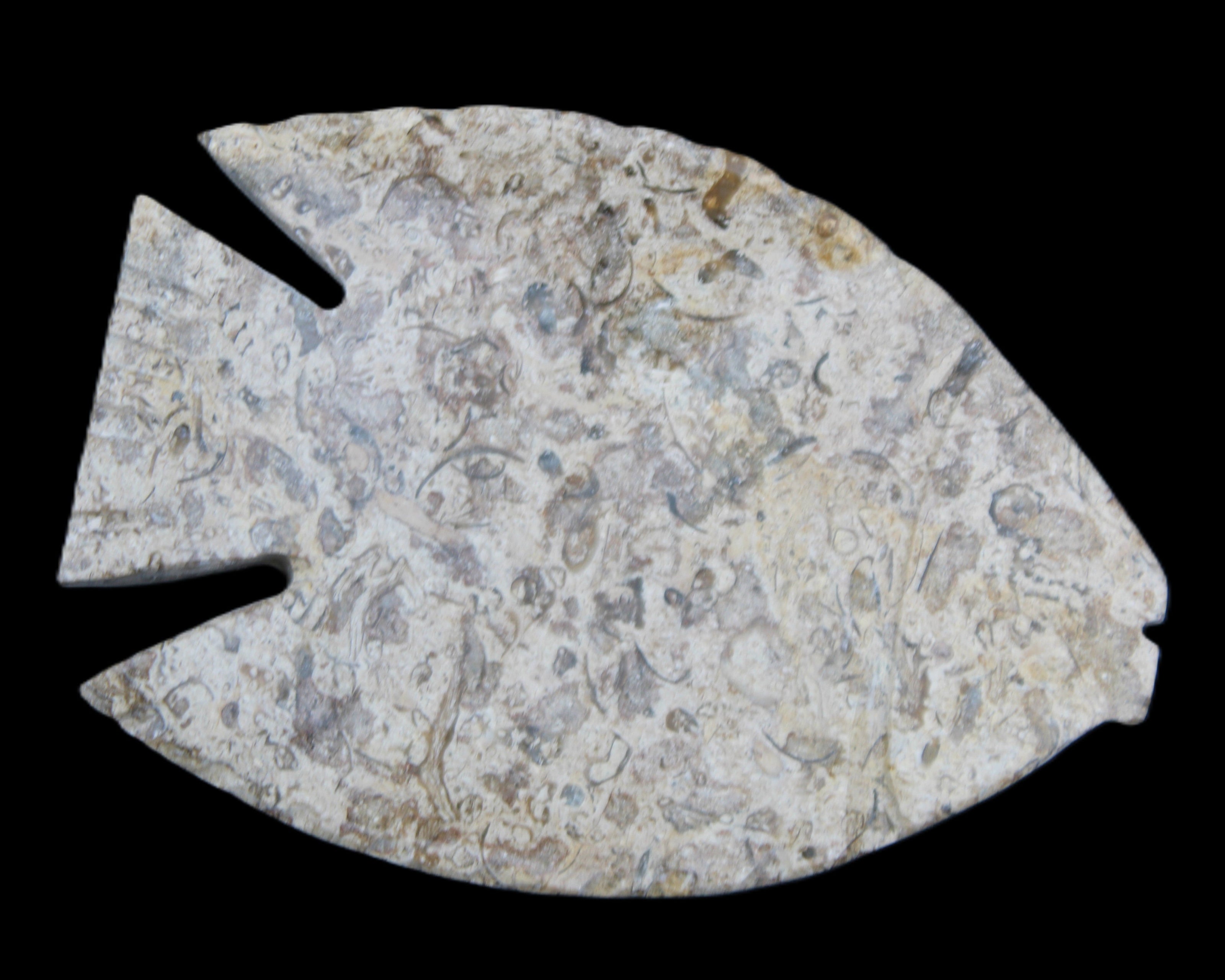 Fossil Stone hand-carved Fish platter 146*105*16mm 396g in sunlight - Rocks and Things Store