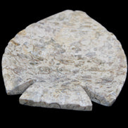 Fossil Stone hand-carved Fish platter 146*105*16mm 396g in sunlight - Rocks and Things Store