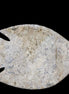 Fossil Stone hand-carved Fish platter 149*104*16mm 305g in sunlight - Rocks and Things Store