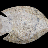 Fossil Stone hand-carved Fish platter 149*104*16mm 305g in sunlight - Rocks and Things Store