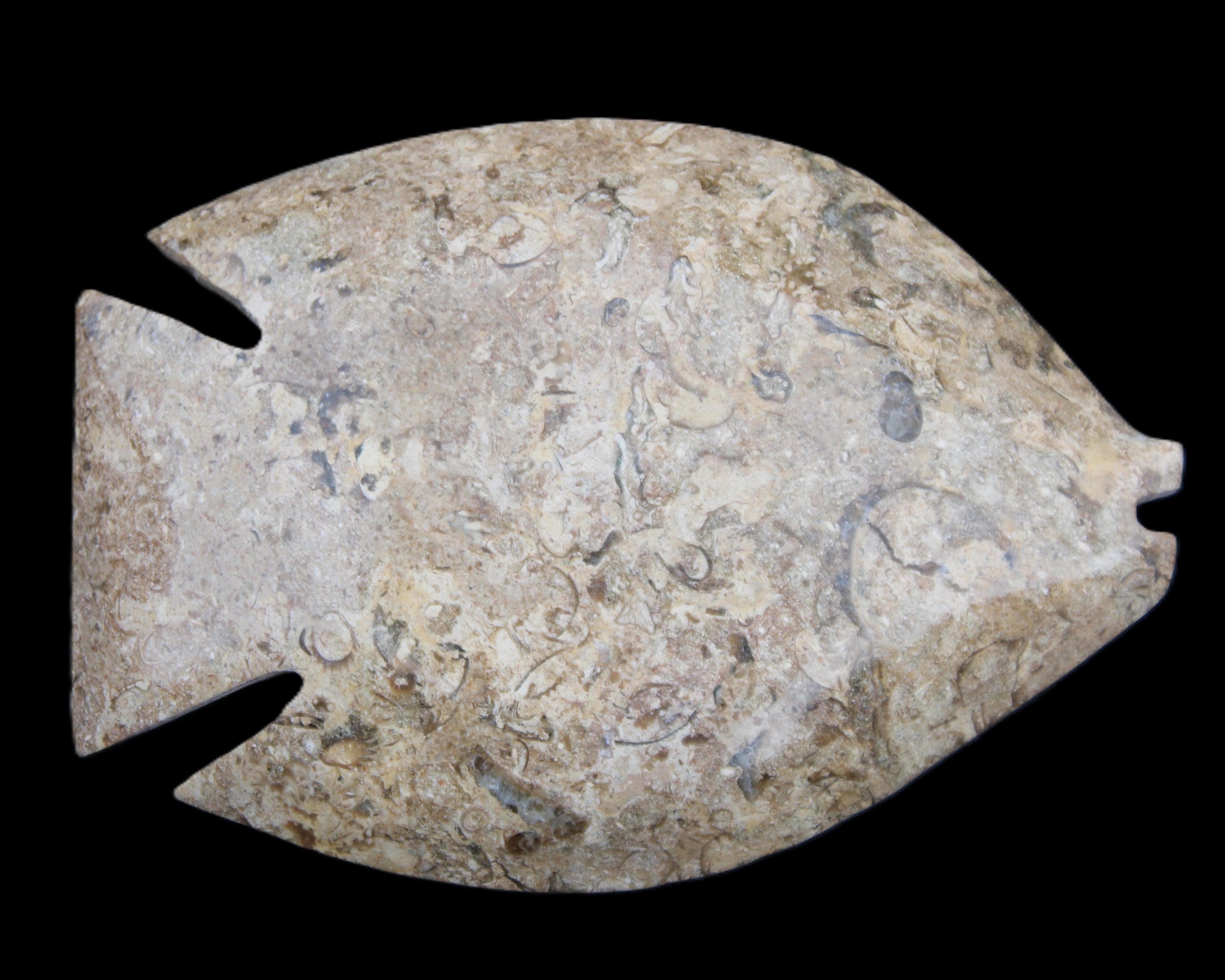 Fossil Stone hand-carved Fish platter 149*104*16mm 305g in sunlight - Rocks and Things Store