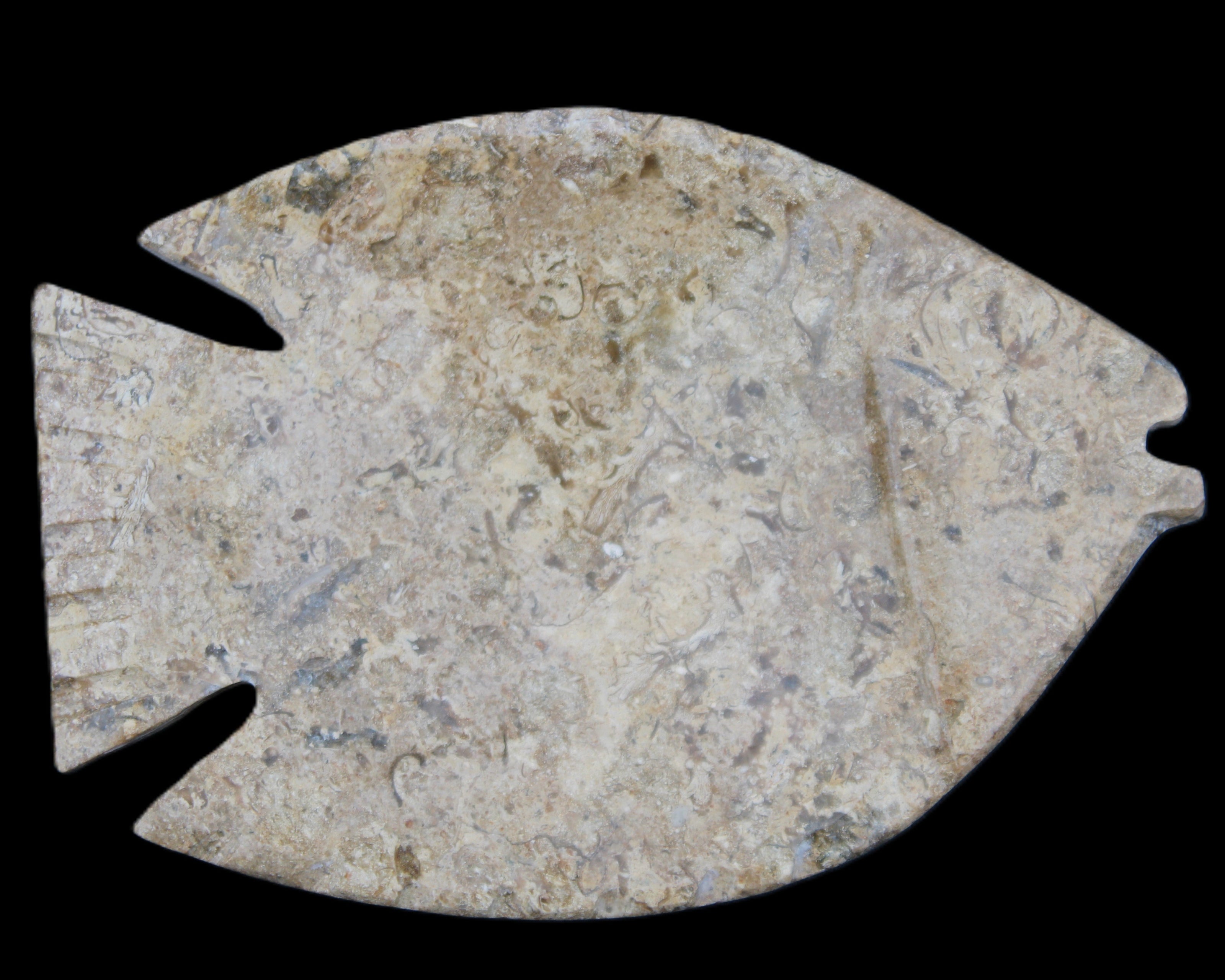Fossil Stone hand-carved Fish platter 149*104*16mm 305g in sunlight - Rocks and Things Store