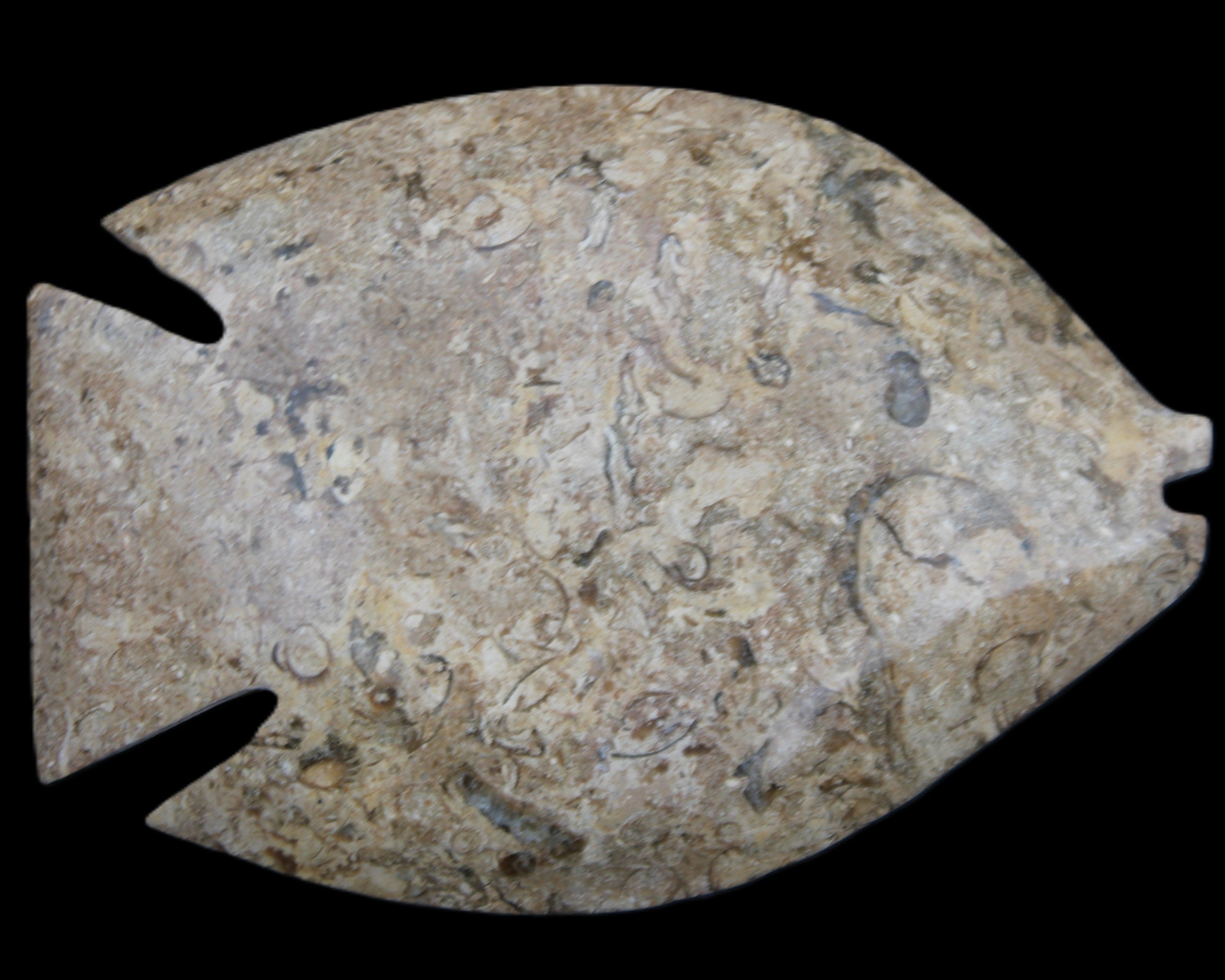 Fossil Stone hand-carved Fish platter 149*104*16mm 305g in sunlight - Rocks and Things Store