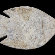 Fossil Stone hand-carved Fish platter 149*104*16mm 305g in sunlight - Rocks and Things Store