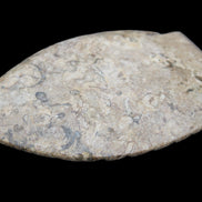 Fossil Stone hand-carved Fish platter 149*104*16mm 305g in sunlight - Rocks and Things Store