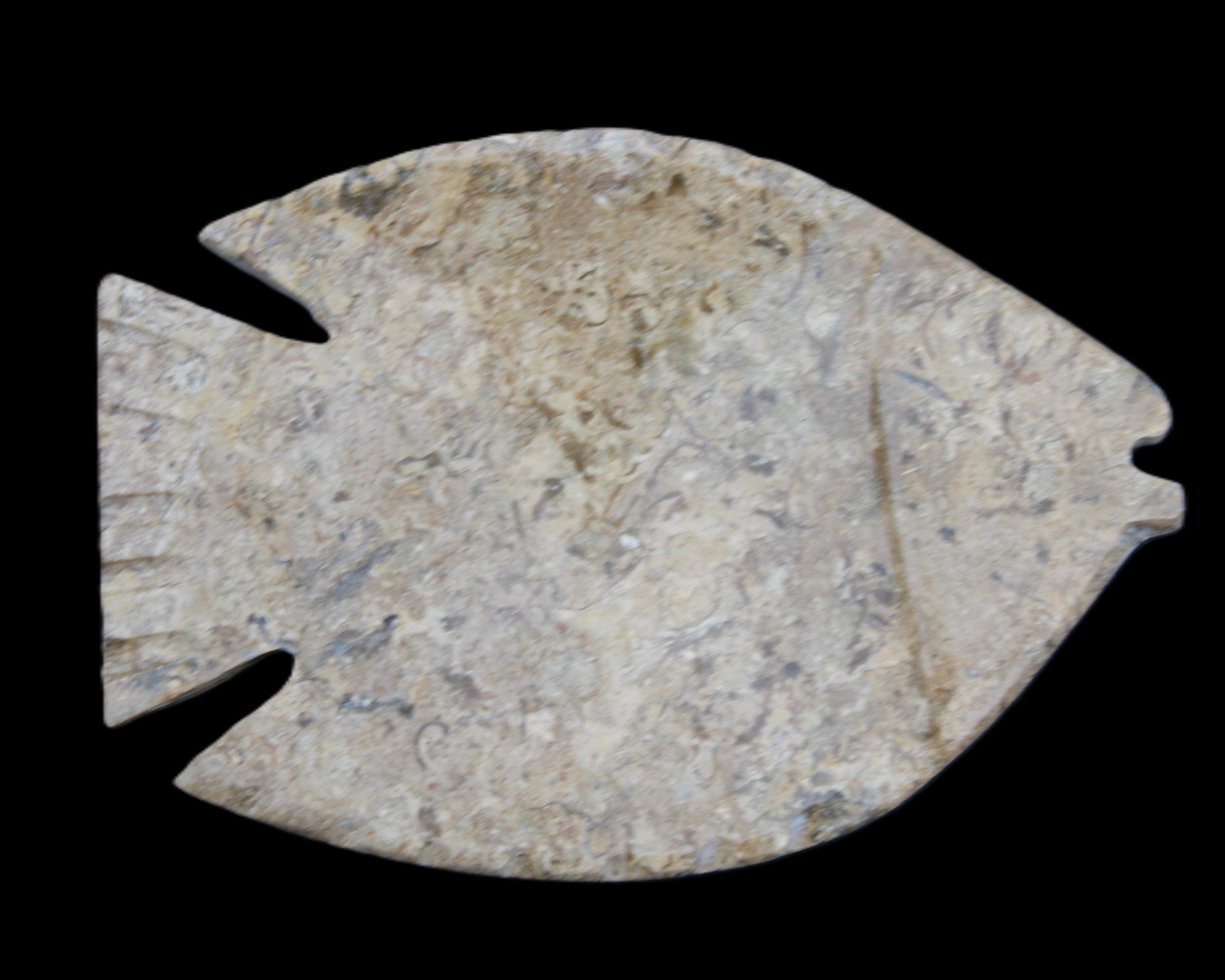 Fossil Stone hand-carved Fish platter 149*104*16mm 305g in sunlight - Rocks and Things Store