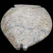 Fossil Stone hand-carved Fish platter 149*104*16mm 305g in sunlight - Rocks and Things Store