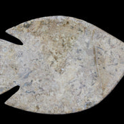 Fossil Stone hand-carved Fish platter 149*104*16mm 305g in sunlight - Rocks and Things Store