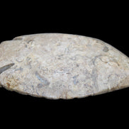Fossil Stone hand-carved Fish platter 149*104*16mm 305g in sunlight - Rocks and Things Store