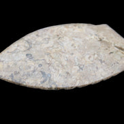 Fossil Stone hand-carved Fish platter 149*104*16mm 305g in sunlight - Rocks and Things Store
