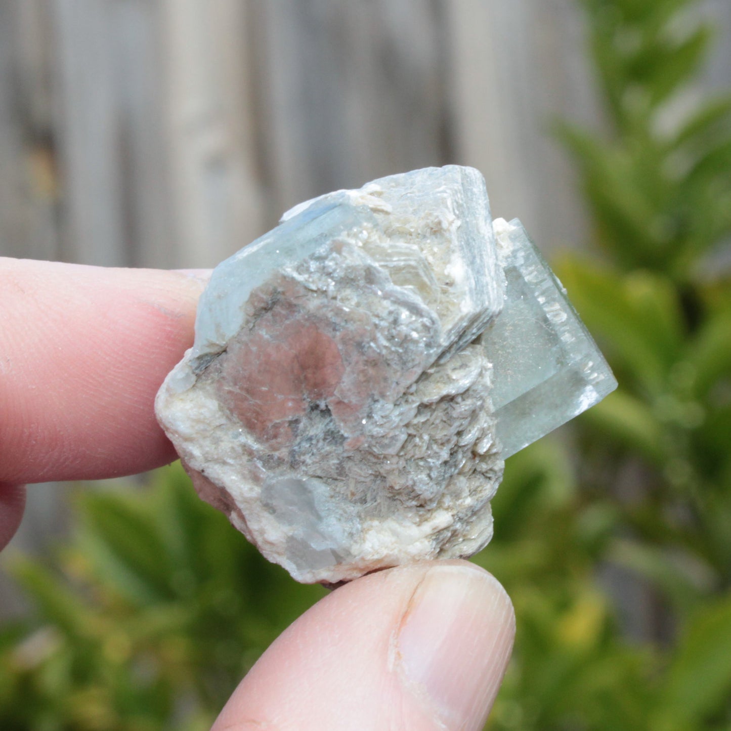 Blue Aquamarine terminated crystals in mica from Afghanistan 29.2g Rocks and Things