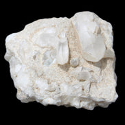 Quartz crystals in Feldspar matrix from Pakistan 313.8ct 62.8g in sunlight - Rocks and Things Store