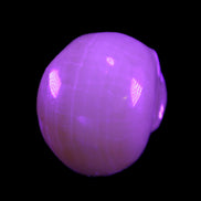 Honey Calcite skull 40*58*56mm approx., 189g in UV light - Rocks and Things Store