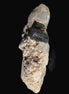 Black & Green Tourmaline on elestial Smoky Quartz crystal with Calcite from Afghanistan 67.3ct 13.4g - Rocks and Things Store