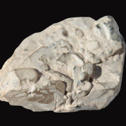 Black Tourmaline on flat-plated clear Calcite matrix from Afghanistan 65.8g Rocks and Things