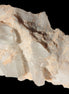 Clear Quartz crystals (Isis face) on flat Calcite/Mica matrix from Afghanistan 170.6ct 34.1g Rocks and Things