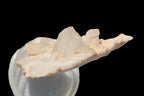 Clear Quartz crystals (Isis face) on flat Calcite/Mica matrix from Afghanistan 170.6ct 34.1g Rocks and Things