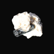 Rainbow Black Tourmaline 20mm crystal on Elbaite, Feldspar and Mica in sunlight - Rocks and Things Store