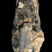 Black Tourmaline crystal with Feldspar & Mica 55mm 250.7ct  50.2g - Rocks and Things Store