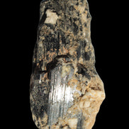 Black Tourmaline crystal with Feldspar & Mica 55mm 250.7ct  50.2g in sunlight - Rocks and Things Store