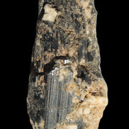 Black Tourmaline crystal with Feldspar & Mica 55mm 250.7ct  50.2g in sunlight - Rocks and Things Store