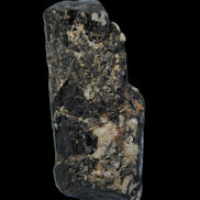 Black Tourmaline crystal with Feldspar & Mica 55mm 250.7ct  50.2g in sunlight - Rocks and Things Store