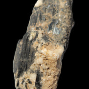 Black Tourmaline crystal with Feldspar & Mica 55mm 250.7ct  50.2g in sunlight - Rocks and Things Store