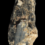 Black Tourmaline crystal with Feldspar & Mica 55mm 250.7ct  50.2g in sunlight - Rocks and Things Store