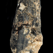 Black Tourmaline crystal with Feldspar & Mica 55mm 250.7ct  50.2g in sunlight - Rocks and Things Store