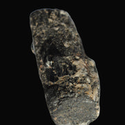 Black Tourmaline crystal with Feldspar & Mica 55mm 250.7ct  50.2g in sunlight - Rocks and Things Store