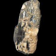 Black Tourmaline crystal with Feldspar & Mica 55mm 250.7ct  50.2g in sunlight - Rocks and Things Store