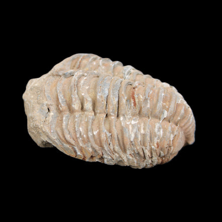 Trilobite Diacalymene 37*55mm 52.5g in sunlight - Rocks and Things Store