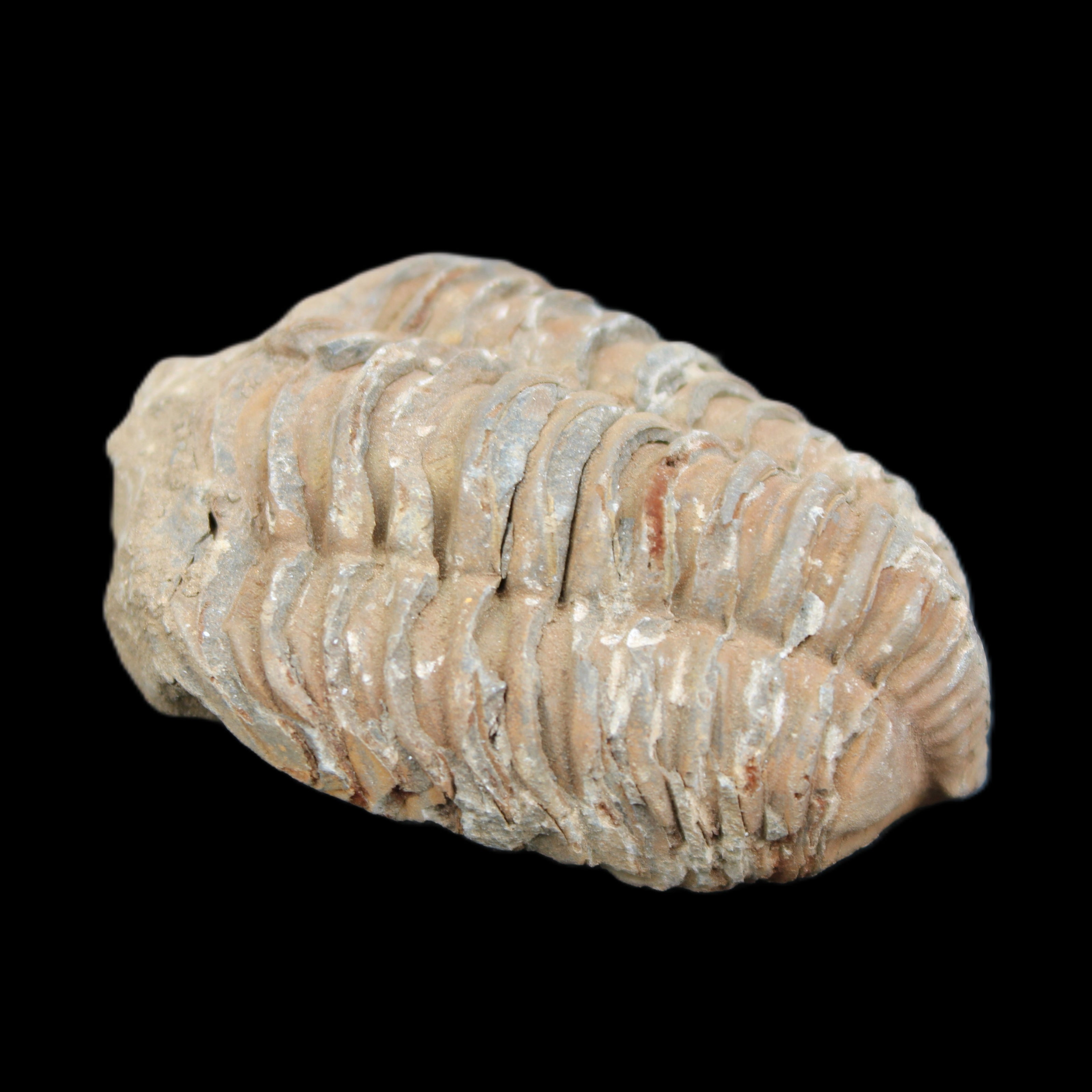 Trilobite Diacalymene 37*55mm 52.5g in sunlight - Rocks and Things Store