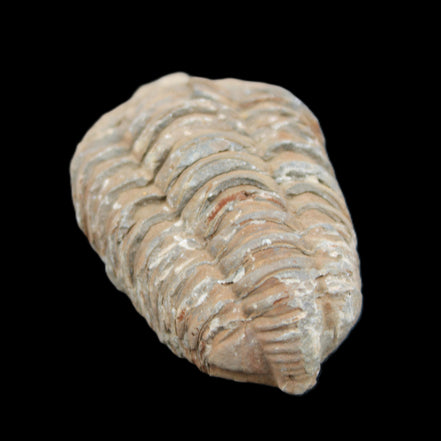 Trilobite Diacalymene 37*55mm 52.5g in sunlight - Rocks and Things Store