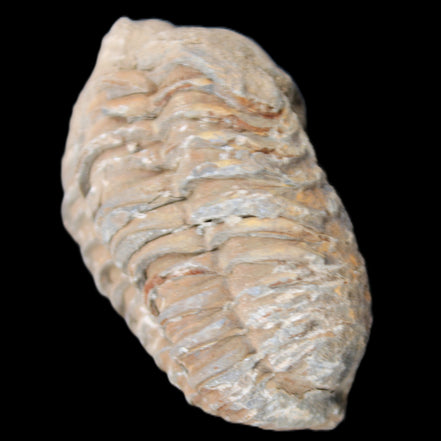 Trilobite Diacalymene 37*55mm 52.5g in sunlight - Rocks and Things Store