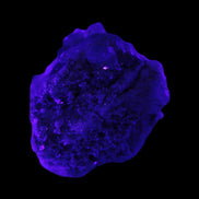 Clear Topaz crystals on matrix from Pakistan 98ct 19.5g in UV light - Rocks and Things Store