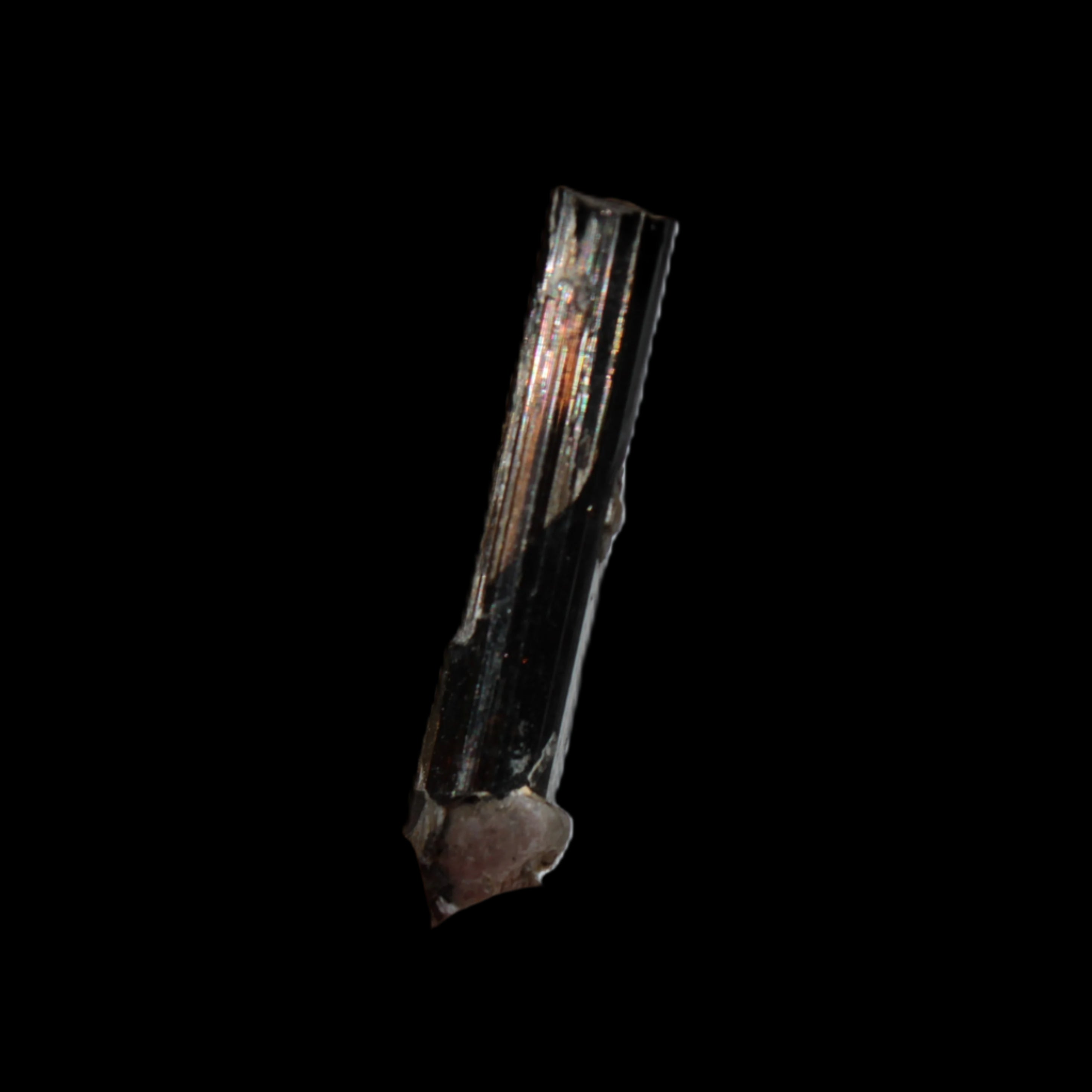 Small long Rainbow Black Tourmaline  crystal 25mm 6.2ct 1.2g in sunlight - Rocks and Things Store