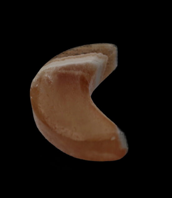 Banded Honey Calcite Crescent Moon 30mm 8.8-10.4g in sunshine - Rocks and Things Store