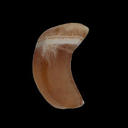 Banded Honey Calcite Crescent Moon 30mm 8.8-10.4g in sunshine - Rocks and Things Store